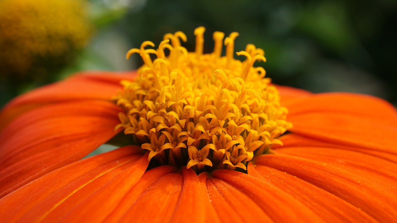 Botanischer Garten Karlsruhe Karlsruhe